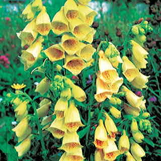 Yellow Foxglove Seeds