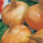 Yellow Granex Hybrid 33 Onion Seeds 1