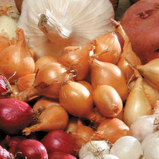 Yellow Onion Bulbs - Pack of 80