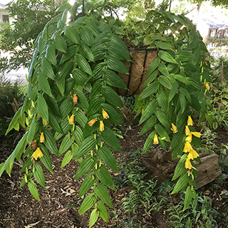 Yellow Toad Lily