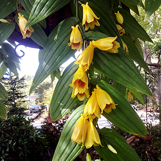 Yellow Toad Lily