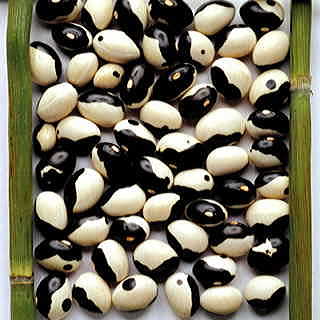 Yin Yang Shell Bean Seeds