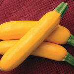 Z’Oro Hybrid Squash Seeds 1