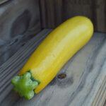 Z’Oro Hybrid Squash Seeds 1