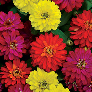 Zahara® Double Brilliant Mix Zinnia Seeds