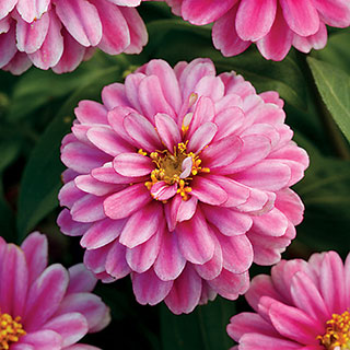 Zahara Double Raspberry Ripple Zinnia Seeds