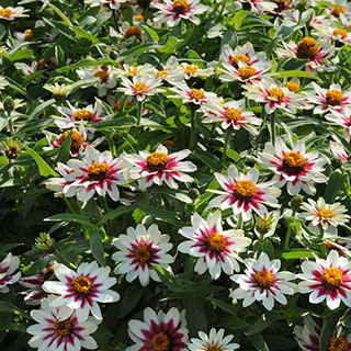 Zahara® Starlight Rose Zinnia Seeds