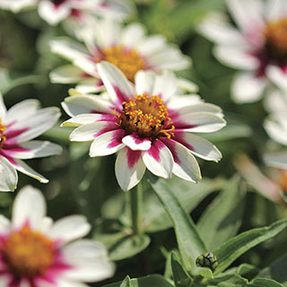 Zahara® Starlight Rose Zinnia Seeds