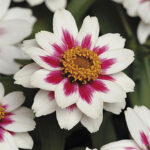 Zahara® Starlight Rose Zinnia Seeds 1