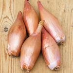 Zebrune Shallot Seeds 1