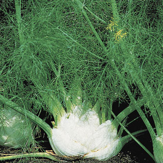 Zefa Fino Florence Fennel Seeds