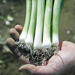 Zermatt Leek Seeds