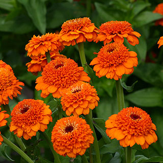 Zinderella Orange Zinnia Seeds