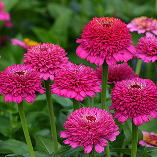 Zinderella Purple Zinnia Seeds