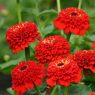 Zinderella Red Zinnia Seeds