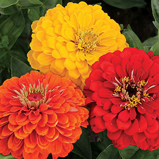 Zinnia Park's Fiesta Mix