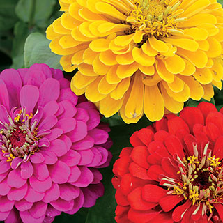 Zinnia Park's Pinata Mix