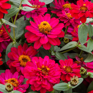 Zinnia Profusion Double Hot Cherry Seeds