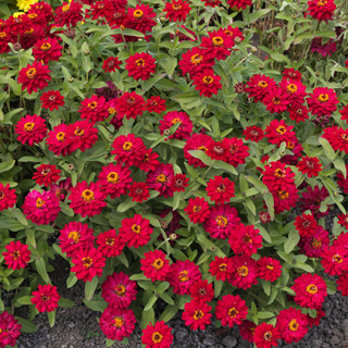 Zinnia Profusion Double Hot Cherry Seeds