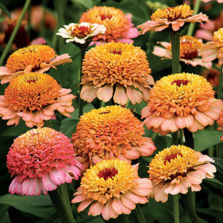 Zinnia Zinderella Peach