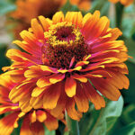 Zowie! Yellow Flame Zinnia Seeds 1